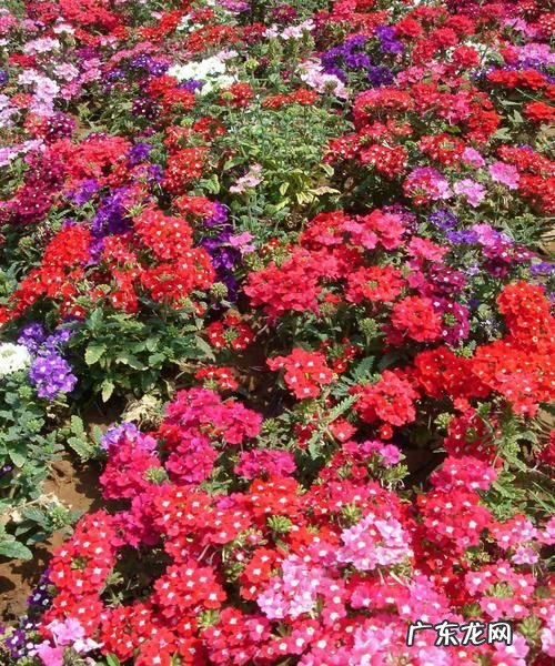 百般红紫斗芳菲的上一句,百般红紫斗芳菲的上一句是什么