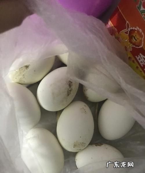 一天一个鹅蛋过量,鹅蛋可以一天一个