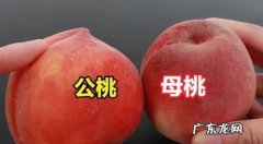 怎么挑桃子,怎么挑桃子最甜最好吃