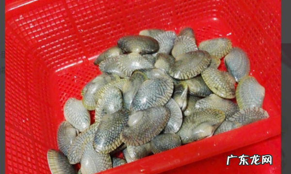 花甲怎么做好吃又简单,花甲怎么做好吃的家常做法