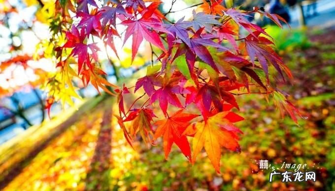 枫叶像什么 有关枫叶的比喻句,枫叶像什么的比喻句