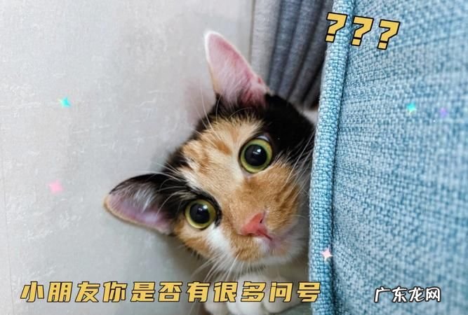 小朋友你是否有很多问号歌词是什么意思,小孩子你是否有问号什么梗