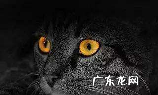 为什么眼睛反光,猫的眼睛为什么会反射红光