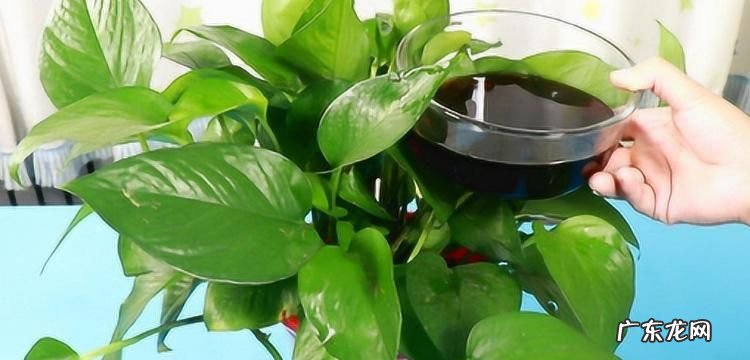 酱油可以浇哪些植物,酱油水浇绿萝可以