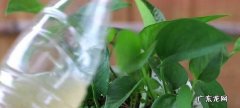 酱油可以浇哪些植物,酱油水浇绿萝可以