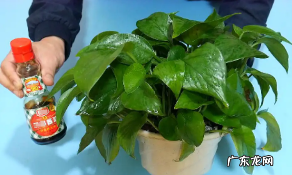 酱油可以浇哪些植物,酱油水浇绿萝可以