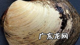 焯水的花蛤冷藏还是冷冻,焯水的花蛤冷藏还是冷冻