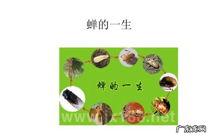 蝉的生长过程,蝉的生长过程