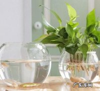 小妙招使房间空气清新,让空气更清新的方法有哪些