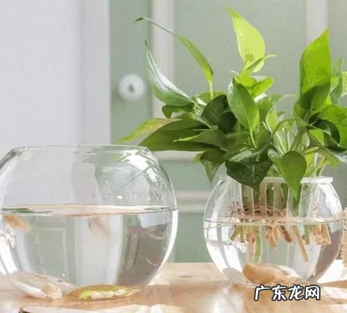 小妙招使房间空气清新,让空气更清新的方法有哪些