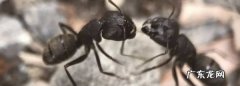 消除小黄家蚁小妙招,小黄家蚁怎么根除 知乎