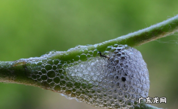 白色蛇莓能吃,植物上白色的虫子是什么虫