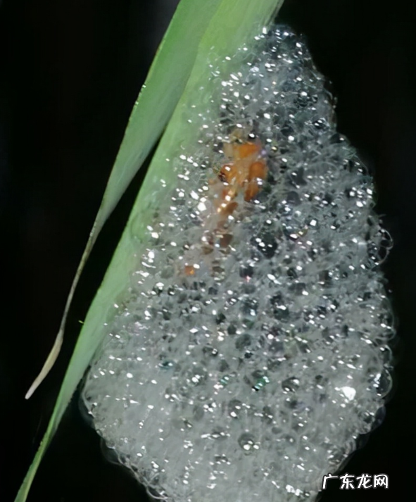白色蛇莓能吃,植物上白色的虫子是什么虫