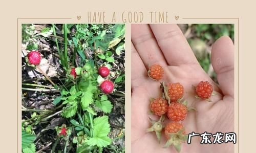 白色蛇莓能吃,植物上白色的虫子是什么虫