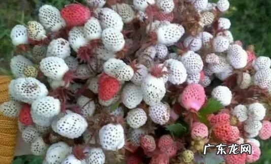 白色蛇莓能吃,植物上白色的虫子是什么虫