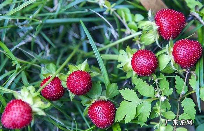白色蛇莓能吃,植物上白色的虫子是什么虫
