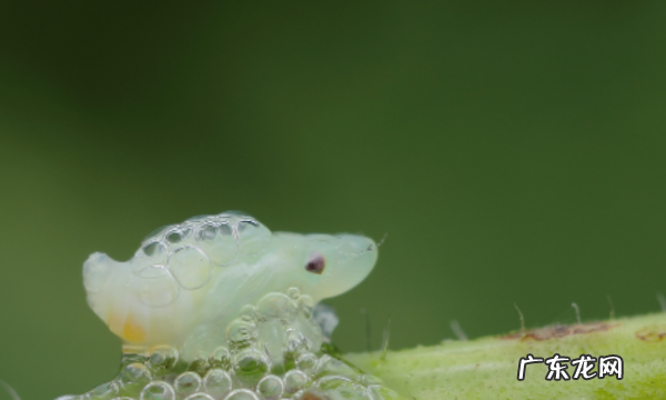 白色蛇莓能吃,植物上白色的虫子是什么虫
