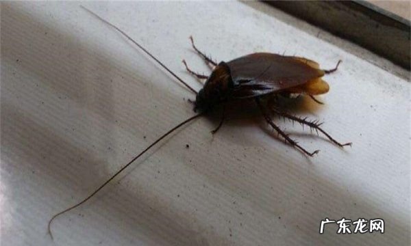 蟑螂吃同类吗?,蟑螂会吃死去的同类