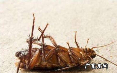 蟑螂吃同类吗?,蟑螂会吃死去的同类