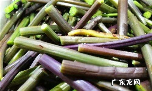 蕨菜怎么做好吃,蕨菜的食用方法