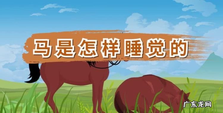 马是怎样睡觉的,马是怎样睡觉的为什么