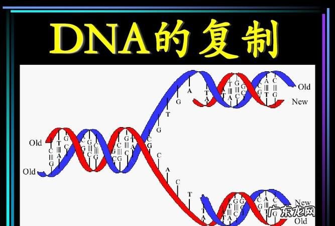 DNA有哪两种物质组成,DNA是由什么组成的