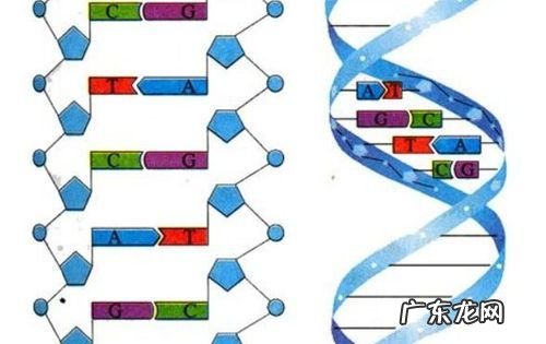 DNA有哪两种物质组成,DNA是由什么组成的