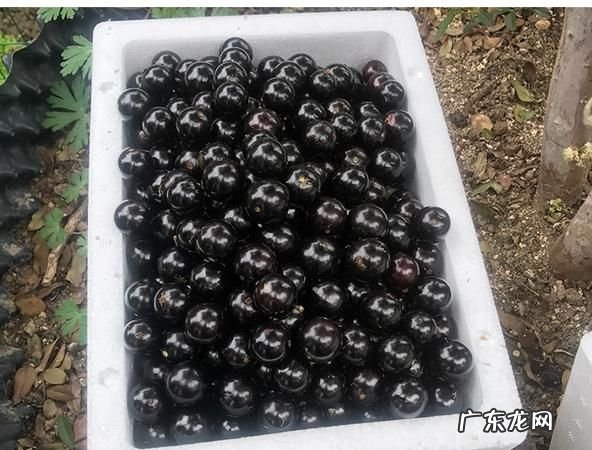 葡萄可以寄快递,那个快递能寄天晴葡萄