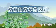 艾蒿和艾草的区别,艾草与艾蒿的区别及作用