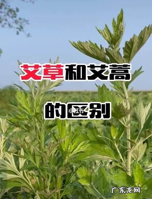 艾蒿和艾草的区别,艾草与艾蒿的区别及作用