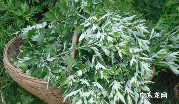 艾蒿和艾草的区别,艾草与艾蒿的区别及作用