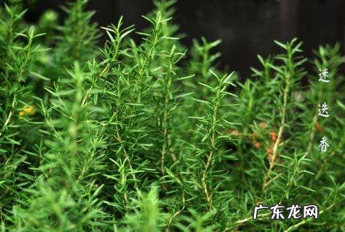迷迭香可以去除头螨,迷迭香洗头膏的功效与作用