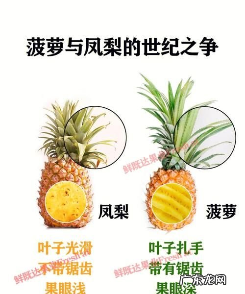 菠萝和凤梨的区别,菠萝和凤梨有什么区别