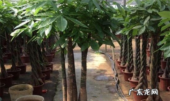 客厅放发财树有讲究,客厅发财树摆放风水知识和禁忌是什么