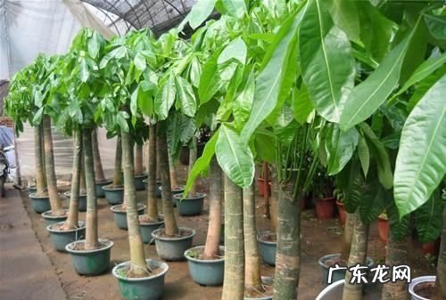 客厅放发财树有讲究,客厅发财树摆放风水知识和禁忌是什么