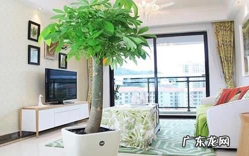 客厅放发财树有讲究,客厅发财树摆放风水知识和禁忌是什么