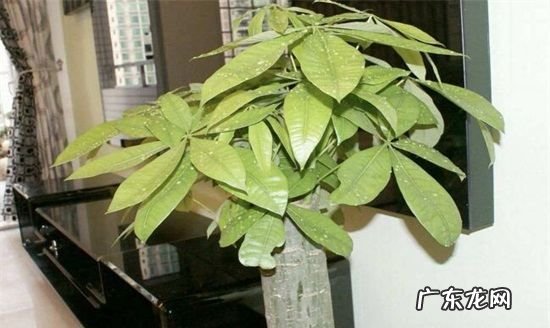客厅放发财树有讲究,客厅发财树摆放风水知识和禁忌是什么