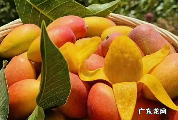 贵妃芒催熟哪种方法最快,贵妃芒怎么样催熟快