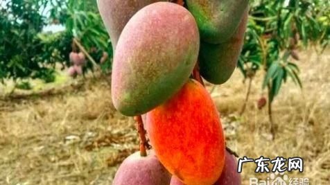 贵妃芒催熟哪种方法最快,贵妃芒怎么样催熟快