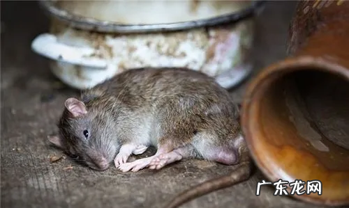 大老鼠怎么灭,大老鼠怎么消灭