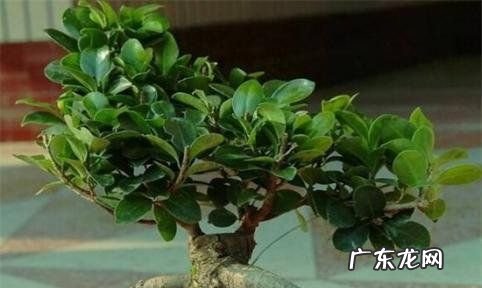 人参榕树怎么样长得茂盛,人参榕的养殖方法和注意事项人