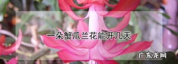 蟹爪兰的花期多长时间,一朵蟹爪兰花能开几天