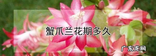 蟹爪兰的花期多长时间,一朵蟹爪兰花能开几天