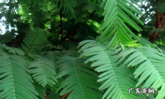 水杉是什么植物,水杉是什么植物