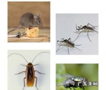 四害是指什么,四害指的是哪种四害