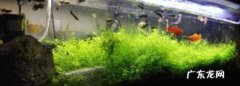 鱼缸活性炭多久换一次,鱼缸活性炭多久换一次新的