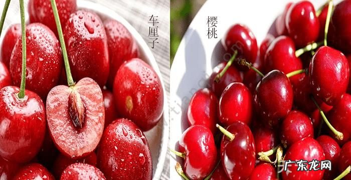 车厘子和樱桃的区别,车厘子和樱桃有什么区别