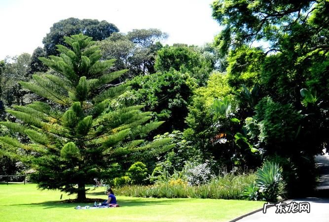 孤植可作为观赏的主景,孤植名词解释题