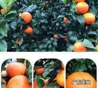 沃甘橘上火,沃柑上火吃了