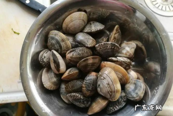 花蛤怎么保存一晚上,花蛤怎么保存